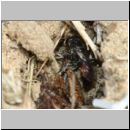 Tachysphex obscuripennis - Grabwespe w11h 8mm mit Schabe - Sandgrube Niedringhaussee.jpg